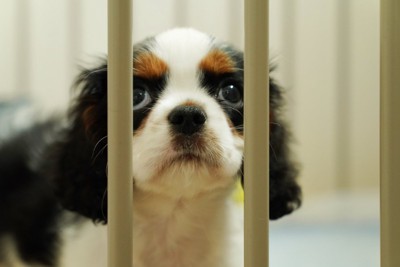柵の中で見上げる子犬