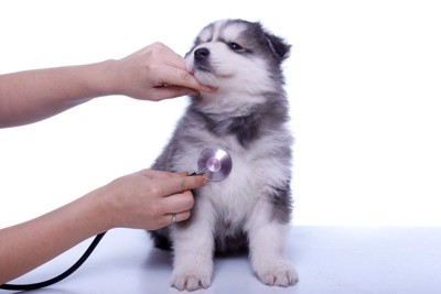 子犬