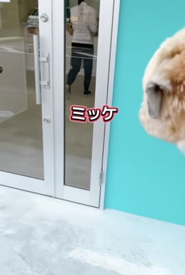 いた！