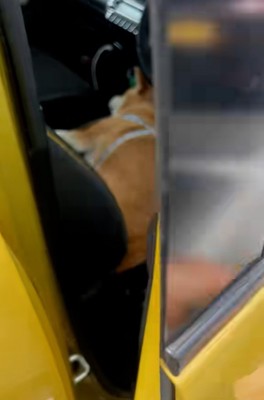 犬を連れてドライブ→買い物のため車を離れたら、運転席にいて…ジワジワくる『まさかの光景』が20万再生「容疑者で草」「モザイク犬ｗｗ」