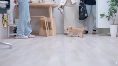 お迎えに大喜び！！