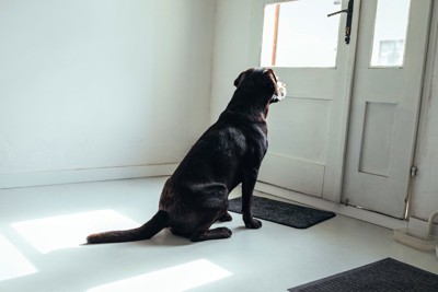 玄関でじっと待つ犬
