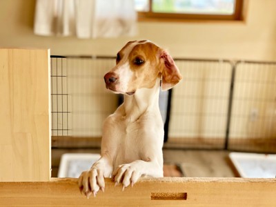 ケージの中で立ち上がる犬
