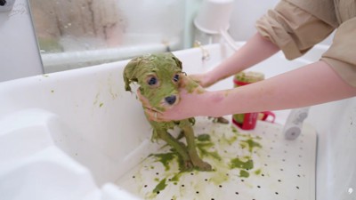 シャンプーを頑張り中！