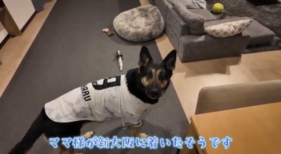 見上げる犬