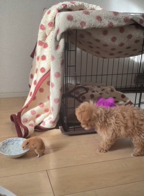 水を飲むハムスターと見つめる犬2