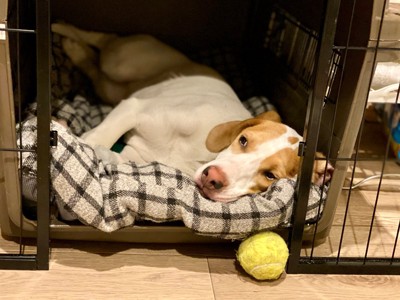 ボールを前にハウスの中に入る犬