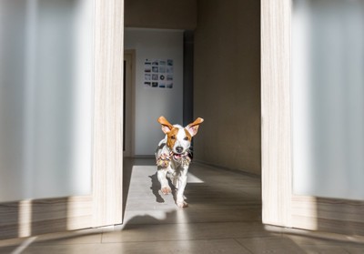 部屋の中を走る犬
