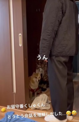 うなずく柴犬