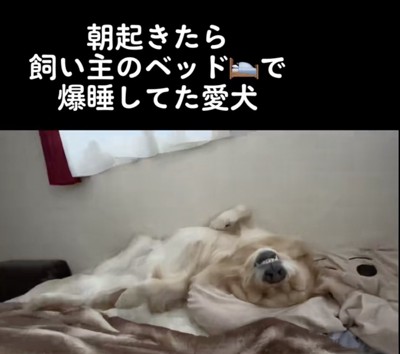 絶賛熟睡中。