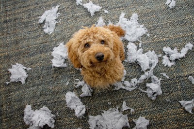 破壊した茶の犬