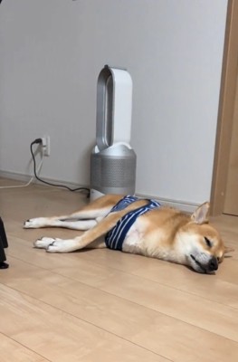 寝そべる犬