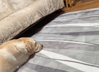 犬の顔