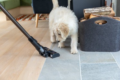 掃除機を見つめる犬
