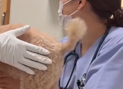 犬のしっぽ