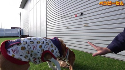 ペコちゃんがオヤツを横取り!