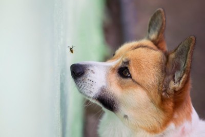 羽虫を見つめる犬