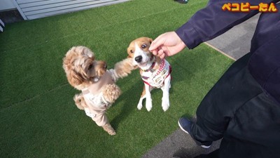 仕返しにパンチ!