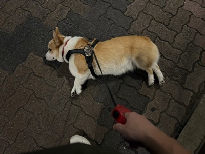 お散歩