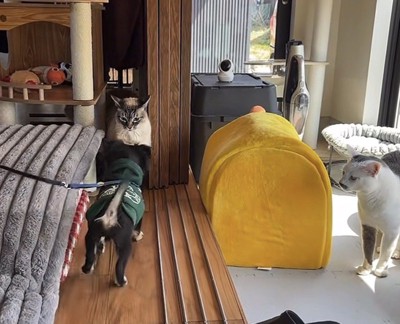 猫二匹と犬