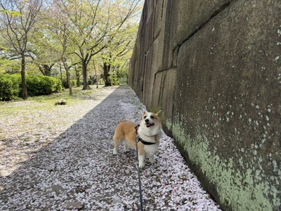 笑顔