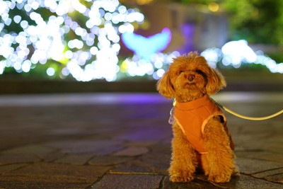 夜散歩中の犬