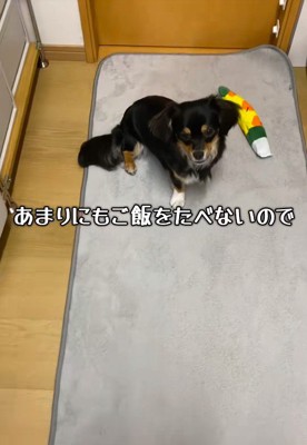モカちゃん