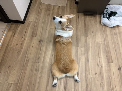 飼い主