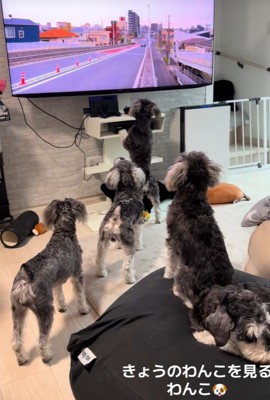 画面をじーっ