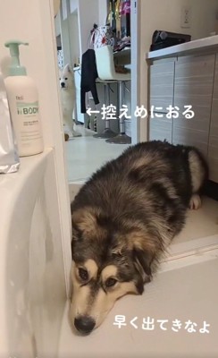 待ち続ける2匹