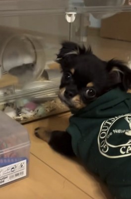 振り返る犬