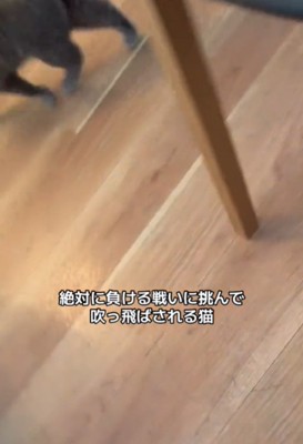 猫の足2