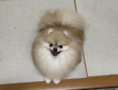 ニコニコ