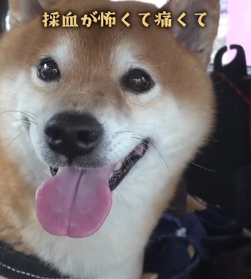 注射が苦手