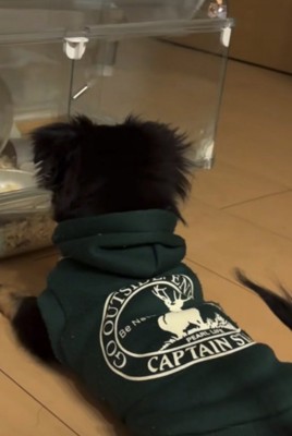 何かを見る犬