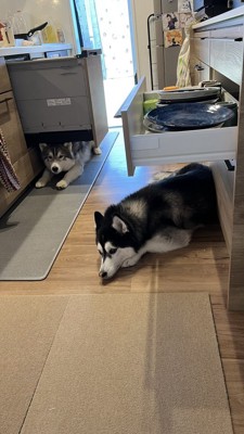 ハスキー