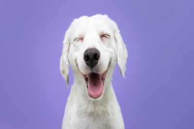 目を細めて笑う犬