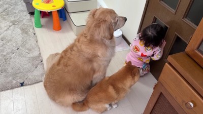 「ぬいぐるみはまだ…?」