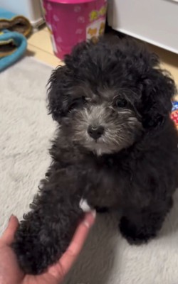 ドヤ顔でお手