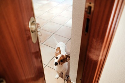 ドアの向こうにいる犬