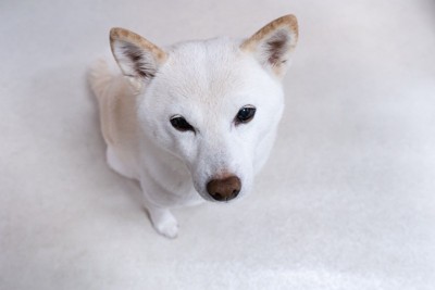 寂しそうに座り込む犬