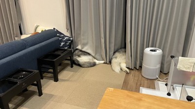 おしり