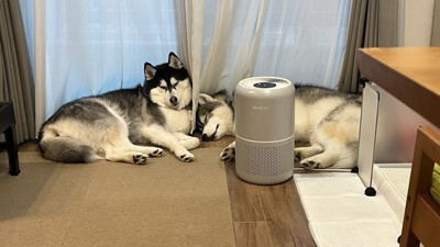 寄り添う