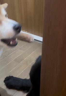 閉じ込めるために一致団結!?