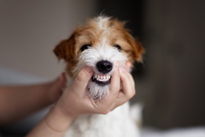 犬の歯