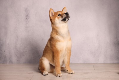 上の方を見つめる犬