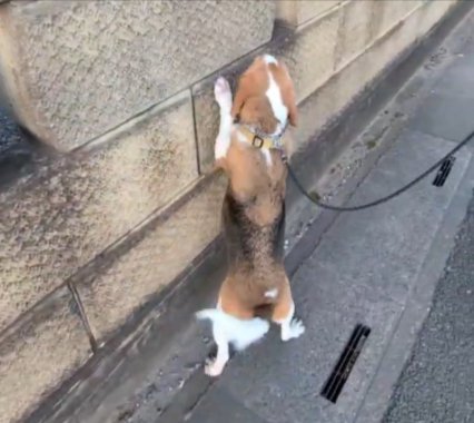 カニ歩き