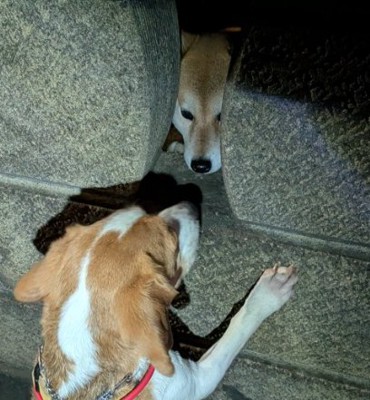 柴犬