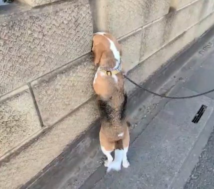 可愛すぎる