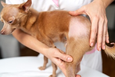 毛が抜けている犬